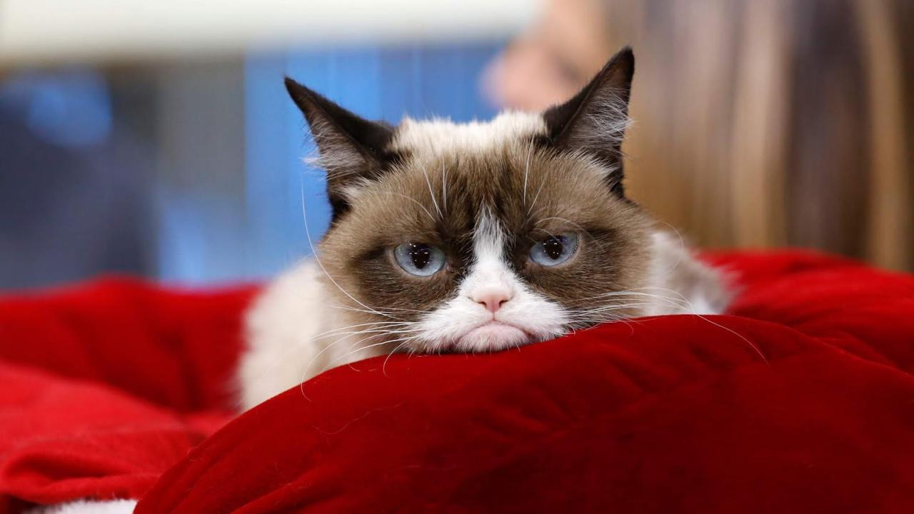 True Book Addict...Books, Cats, and More: #CatThursday - Some scary #cats